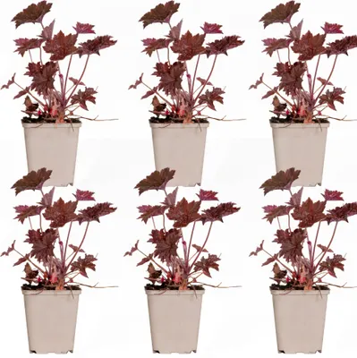 Produktbild von Bloomique - 6er-Set - Heuchera Micrantha Palace Purple - Purpurglöckchen - Gartenpflanzen - Winterhart - Tierfreundlich - Höhe 10-20 cm - Topf 9x9 cm