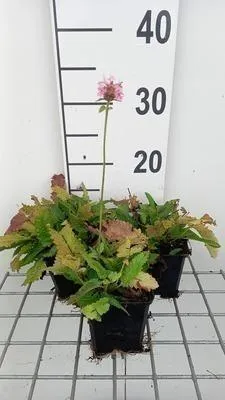 Zdjęcie produktu dla 6 x Stachys monieri 'Rosea' - Chwast - Doniczka 9 x 9 cm