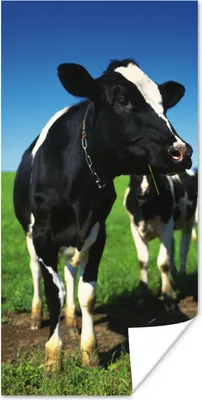 Produktbild von MuchoWow® Poster Kühe - Gras - Tiere 60x120 cm - Wandschmuck