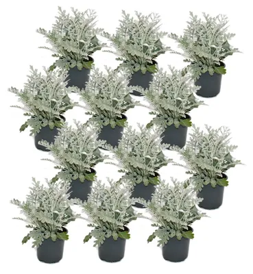Produktbild von Senecio maritima Silberblatt Dekorative Pflanze mit silbrigem Laub 11cm Topf Set mit 12 Pflanzen