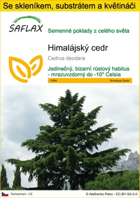 Obrázek produktu pro SAFLAX Kultivační sada - Himalájský cedr - Cedrus deodara - 35 Semena - S mini skleníkem, pěstebním substrátem a 2 květináči