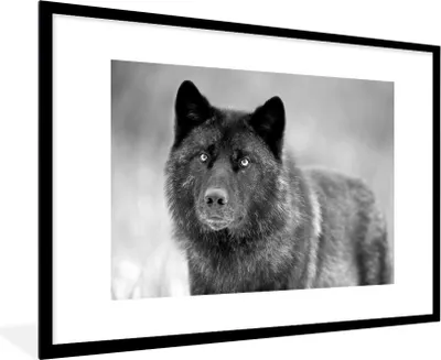 Produktbild von MuchoWow® MuchoWow® Gerahmtes Poster Wolf - Nahaufnahme - Schwarz - Weiß 90x60 cm - Poster mit zchwarzem Bilderrahmen - Wanddekoration - Fotos