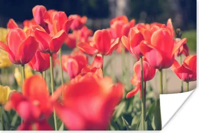 Produktbild von MuchoWow® Poster Tulpen - Blumen - Natur 60x40 cm - Schlafzimmerdekoration
