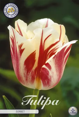 Produktbild von Tulpe Sorbet (7 Stück) | Tulpenzwiebeln von Sam van Schooten