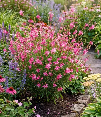 Produktbild von BALDUR Garten 2x Prachtkerze - Gaura 'Pink', Pflanzen im 9x9 cm-Topf, winterharte Trendstaude, Blüten in Schmetterlingsoptik, pflegeleicht, ideal für Beet & Kübel, bienenfreundlich, mehrjährig