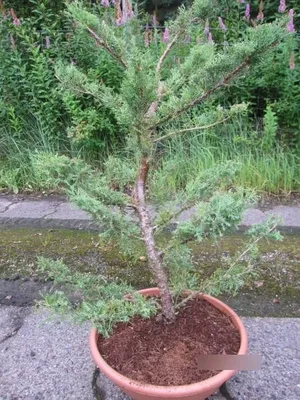 Produktbild von Juniperus chinensis Hubii - Chinesischer Wacholder Hubii - 60-80