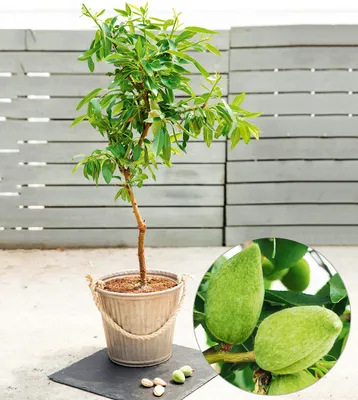 A potted almond tree with a close-up inset of unripe almonds.