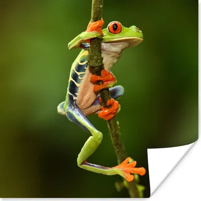 Produktbild von MuchoWow® Poster Rotaugenlaubfrosch im Dschungel 75x75 cm - Wand Dekoration