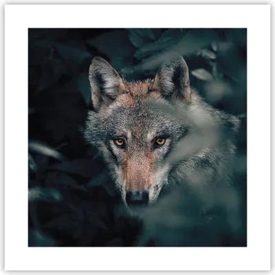 Produktbild von Poster - Poster ohne Rahmen - Wolf Wald Raubtier - 40x40 cm - Wand Bild - Wanddeko - Wandbilder - Kunstposter - Wandposter - Bilder - Kunstdruck - Wanddekoration - Wandbild - P2XAC40x40-5053
