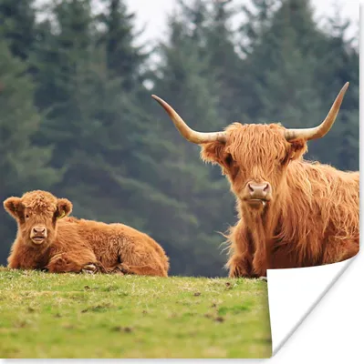 Produktbild von MuchoWow® Poster Schottische Highlander - Gras - Wald 50x50 cm - Wohnzimmerdekoration