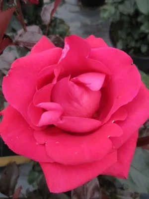 Produktbild von Kletterrose Red Flame® - Rosa Red Flame® - Duft+++ - NIRP-Rose