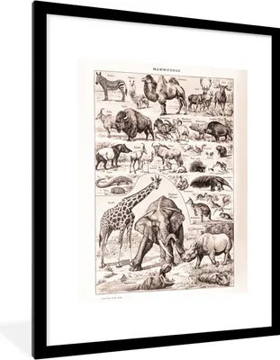 Produktbild von MuchoWow® Gerahmtes Poster Tiere - Elefant - Schwarz - Weiß 60x80 cm - Poster mit Schwarzem Bilderrahmen Wandposter Rahmen Foto Bilder - Wohnzimmer - Dekorationen - Prämie