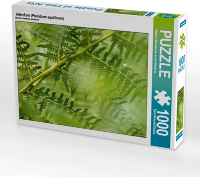 Produktbild von CALVENDO Puzzle Adlerfarn (Pteridium aquilinum) | 1000 Teile Lege-Größe 64x48cm Foto-Puzzle für glückliche Stunden