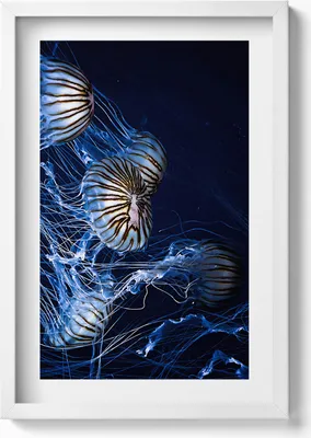 Produktbild von Blaue Quallen im Wasser– Wandbild mit Rahmen – Gerahmtes Bild  – Wanddekoration – 40x60 cm – Weiß