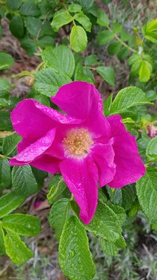 Image de Rosa rugosa 'Rubra' / Rosier rugueux rouge