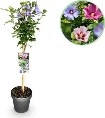 Image de Green boutiQ - Plante sur tige - Hibiscus syriacus Tricolour  - Plante de terrasse - À feuilles caduques - Rustique - Fleurs blanches, roses et violettes - Pot de 19 cm, hauteur 90 cm