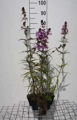 Obrázek produktu pro 6 x Phlox (p) 'Amethyst' - Plamenný květ - květináč 9 x 9 cm