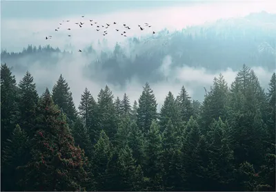 Produktbild von Fototapete 3D Effekt Wald Nebel Grün Natur Bäume - 350x250 cm - inklusive kleister - Vlies Tapete - Vliestapete Wohnzimmer Schlafzimmer Küche Modern Wandtapete