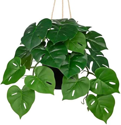 Image de Plante suspendue artificielle tropicale Monstera - Vert - Plastique - Pièce unique