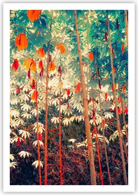Produktbild von Poster - Poster ohne Rahmen - Pflanzen tropisch orange - 70x100 cm - Wand Bild - Wanddeko - Wandbilder - Kunstposter - Wandposter - Bilder - Kunstdruck - Wanddekoration - Wandbild - P2XPA70x100-4393