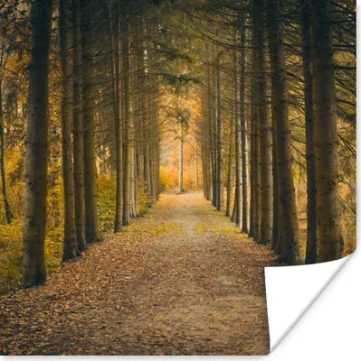 Produktbild von MuchoWow® Poster Pfad - Bäume - Wald 100x100 cm - Babyzimmer