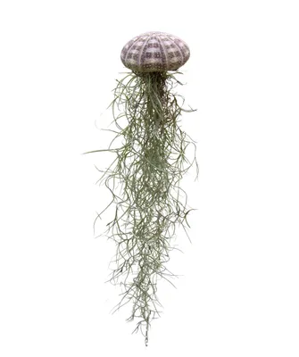 Produktbild von Seeigelgehäuse mit Tillandsie XXL