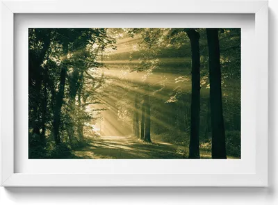 Produktbild von Sonnenschein im Wald– Wandbild mit Rahmen – Gerahmtes Bild  – Wanddekoration – 30x20 cm –  Weiß Rahmen
