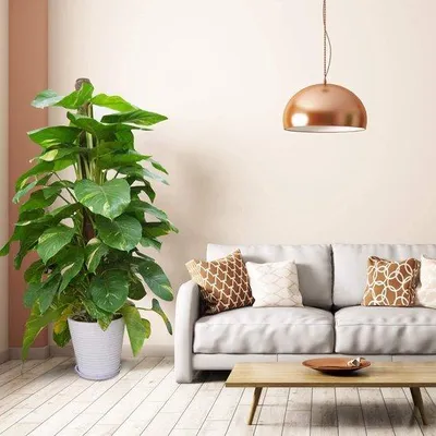 Productafbeelding van Famanu plantensteunen set, 2 stuks - 40 cm, met klittenband en plantlabels