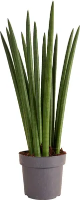 Image de Bloomique - Sansevieria Straight - Langue de belle-mère - Plante d'intérieur - Facile d'entretien - Hauteur 40-60 cm - Pot 17 cm
