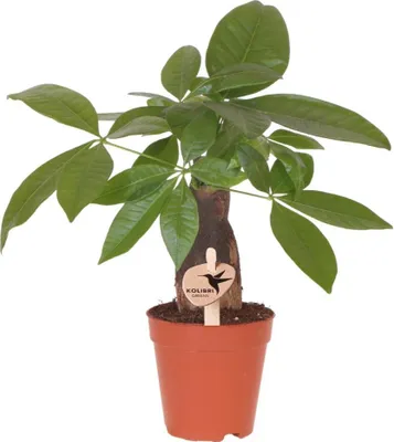 Produktbild von Pachira Glückskastanie Zimmerpflanze Ø9cm Geldbaum mit geflochtenem Stamm Deko