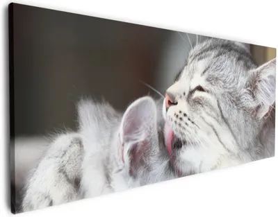 Produktbild von Wallario Premium Leinwandbild Süße kleine getigerte Katzenbabys in Größe 50 x 125 cm