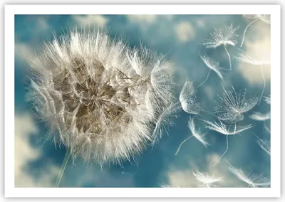 Produktbild von Poster - Poster ohne Rahmen - Baby Sommer Pflanze - 100x70 cm - Wand Bild - Wanddeko - Wandbilder - Kunstposter - Wandposter - Bilder - Kunstdruck - Wanddekoration - Wandbild - P2XAA100x70-3567