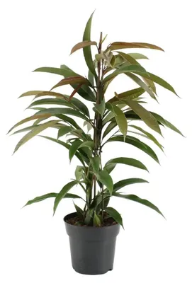 Produktbild von Schmalblättriger Ficus Binnendijkii Amstel King - Ø17cm - ↕70cm