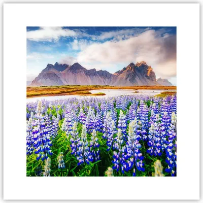 Produktbild von Poster - Poster ohne Rahmen - Berge Wiese Blumen - 30x30 cm - Wand Bild - Wanddeko - Wandbilder - Kunstposter - Wandposter - Bilder - Kunstdruck - Wanddekoration - Wandbild - P2XAC30x30-4114