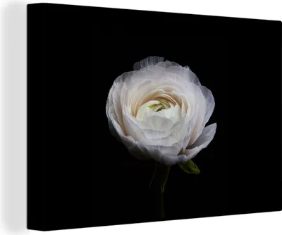 Produktbild von OneMillionCanvasses® - Leinwandbilder - 150x100 cm, Blume - Schwarz - Weiß, Wandbilder Kunstdruck Wanddekoration - Foto auf Leinwand - Gemälde auf Holzrahmen