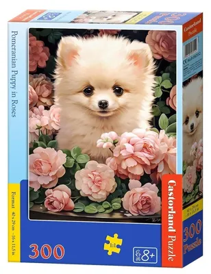 Produktbild von CASTORLAND Puzzle Sechs Pomeraniana in den Reihen von 300 Stü ck