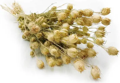 Produktbild von Nigella - (Nigella Damascena) - Grün