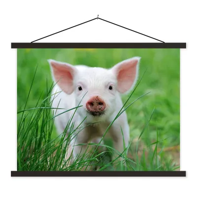 Produktbild von MuchoWow® Textilposter Schwein - Tiere - Groß 60x45 cm mit schwarzem Rahmen - Poster Schlafzimmer