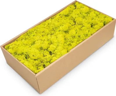 Produktbild von Islandmoos 500g in 30 Farben – Konserviertes Rentiermoos Natur, Farbe:Apfelgrün
