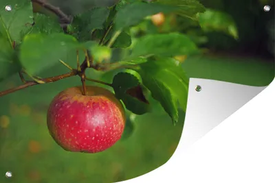 Produktbild von MuchoWow® 120x80 cm Outdoor-Poster Gartendeko Sichtschutz Garten Poster für den Garten  Obst - Apfel - Baum