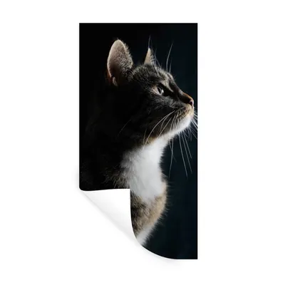 Obrázok produktu pre MuchoWow® Nálepka na stenu - Housecat - 60x120cm - Samolepiaca a polohovateľná