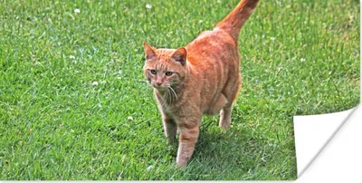 Produktbild von MuchoWow® Poster Katze - Rot - Katze - Mädchen - Kinder - Jungen - Kind 160x80 cm - Foto Poster