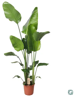 Zdjęcie produktu dla Strelitzia Nicolai - 120-130cm - Ø21cm - Roślina doniczkowa - Zimozielony