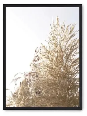 Image de Magnifiques images de plantes sauvages
