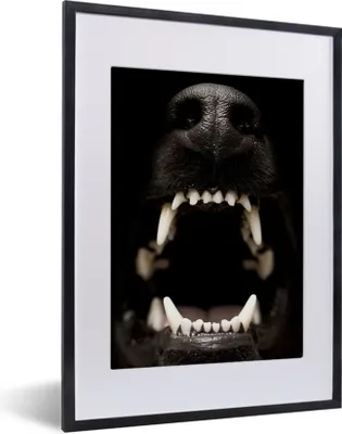 Produktbild von MuchoWow® MuchoWow® Gerahmtes Poster Nahaufnahme knurrender Hund 30x40 cm - Poster mit zchwarzem Bilderrahmen - Wandposter Schlafzimmer