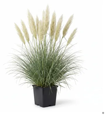 Produktbild von Stauden Gänge 1 x Cortaderia selloana 'Pumila' im 1 Liter Topf - Weißes Zwerg Pampasgras - Der kleine Riese unter den Pampasgräsern