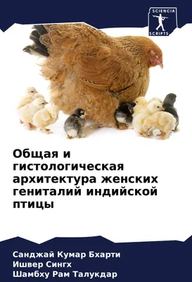 Produktbild von Obschaq i gistologicheskaq arhitektura zhenskih genitalij indijskoj pticy