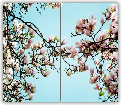 Produktbild von Tulup Glas-Herdabdeckplatte - 2x30x52cm - Glaskeramikkochfeld-Abdeckung Spritzschutz Zweiteilig Magnolie Blumen