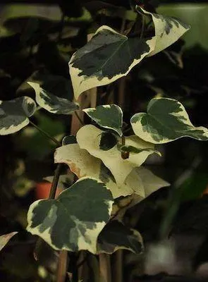 Image de Hedera colch. 'Dentata Variegata' - Lierre à feuilles tortueuses 50-60 cm en pot