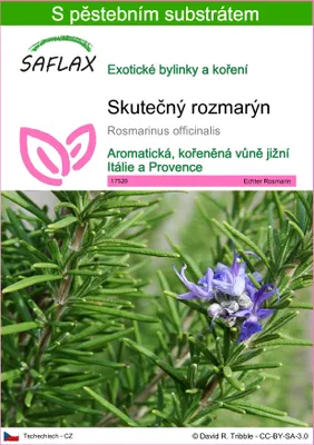 Obrázek produktu pro SAFLAX - Skutečný rozmarýn - Rosmarinus officinalis - 100 Semena - S pěstebním substrátem bez klíčků